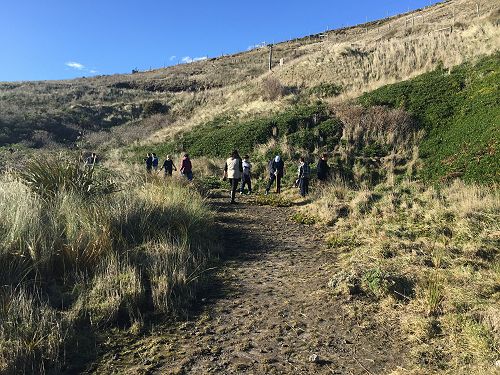 Planting for Penguins
