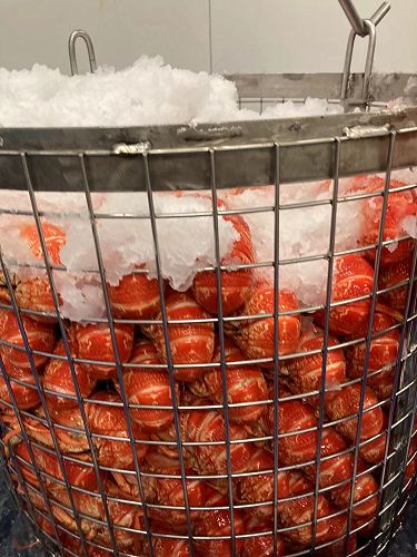 Just cooked and being promptly iced.