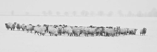 Sheep in Snow