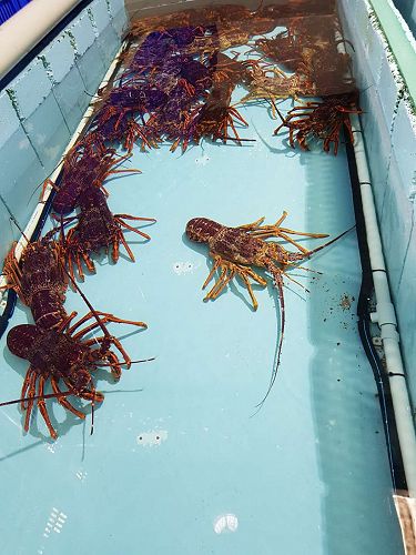 Lobster tank at the Tasmanian Facility