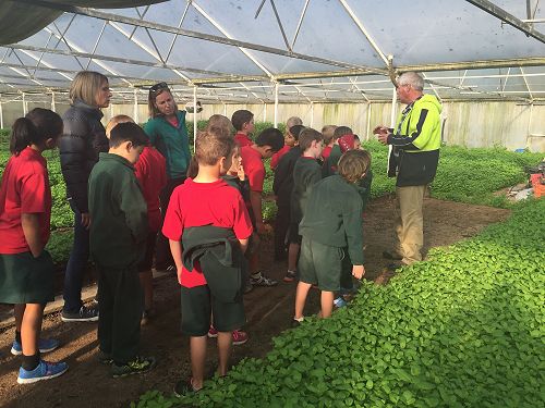 Learning about the different ways to grow herbs