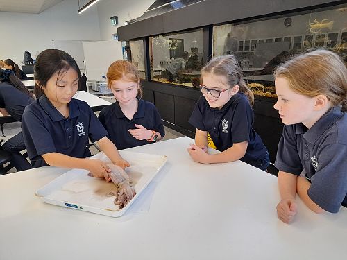 Year 5 & 6 students dissect a squid