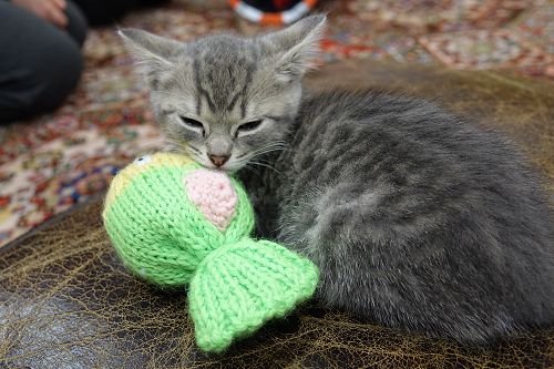 Cuddle Fix - 10 June 2018