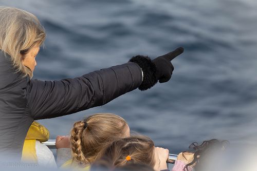 Whale Watch 2018