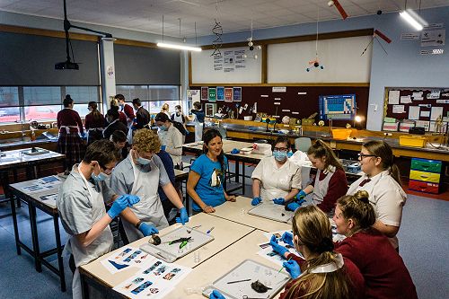 Penguin nasal mite class
