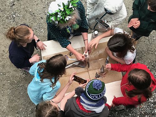 Dissecting a dead shark