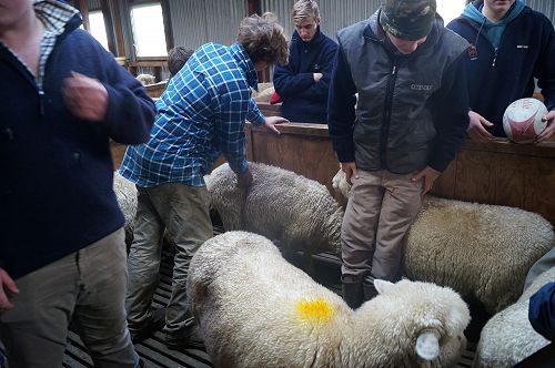 Body condition scoring 