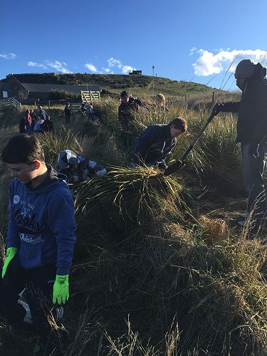 Planting for Penguins
