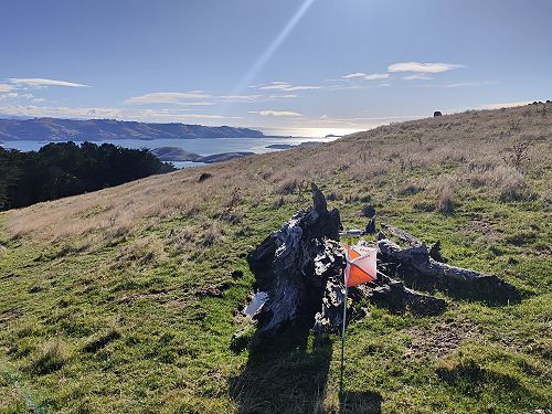 Taitonga Southern Orienteering Championships 2024