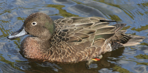 Tarawhatu (pronounced ta-ra-far-to) Brown Duck