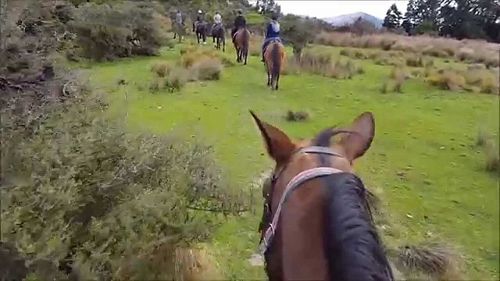 Horse Riding | Springfield 