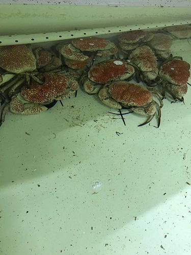 Giant crabs in a Melbourne tank.