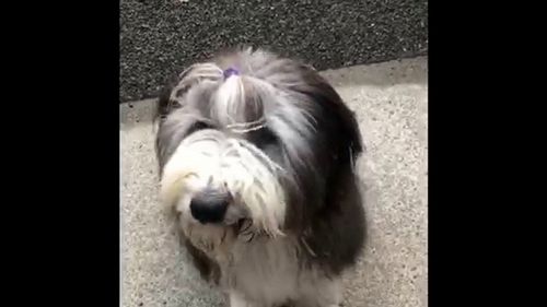 Video: CGHS Crash Course  epsiode 1