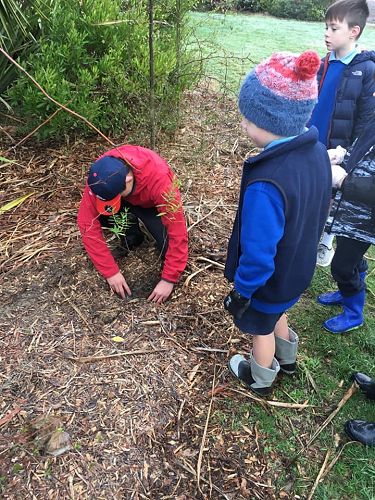 Planting Trees in the Red Zone (Homeroom 13 & 23)