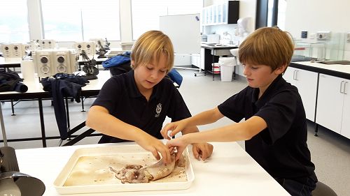 James Henderson and Guy Byfield dissecting the squid