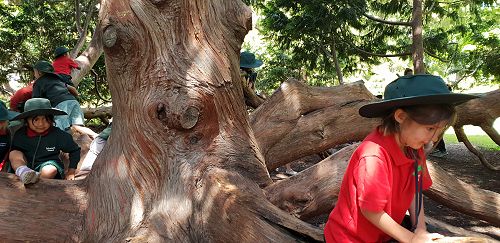 Awa's Trip to the Canterbury Museum