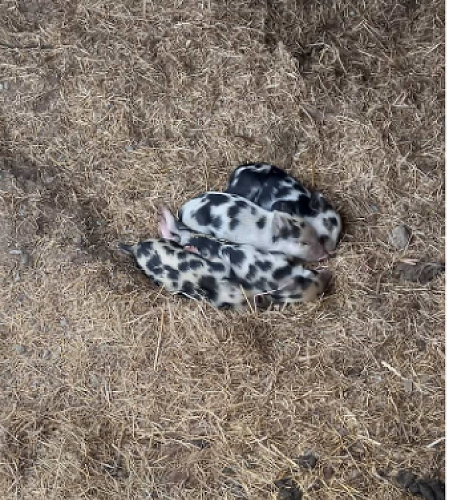 Piglets one week old