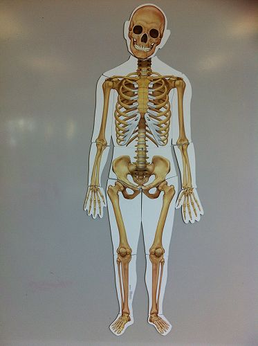 Koru - Whiteboard Magnet Skeleton