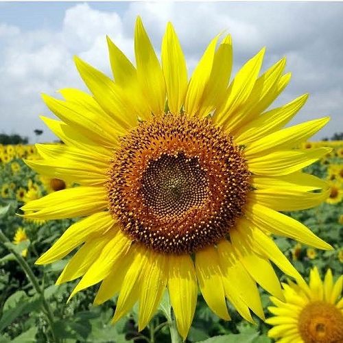Sunflower is the national flower of Ukraine