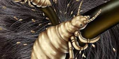 Head lice are out and about.  Please check your childs/childrens hair for headlice.  We have been hearing from a few families that they have been dealing with these little critters throughout the holidays.