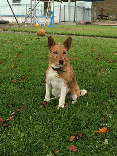 Basil - the school dog.
