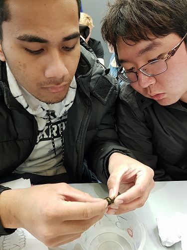 Fred Belford and Jack Chen learn how to sex the half crab by unfolding its abdomen.