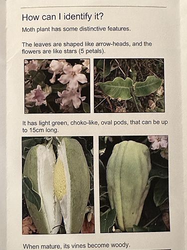 ID Moth pod flower, leaves and pod