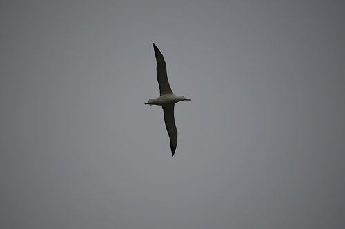 International Trip to Albatross Colony