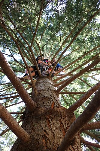 More teams getting higher and higher in the trees