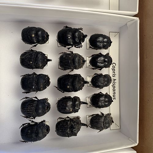 A collection of the dung beetle species currently in New Zealand (many imported from South Africa)