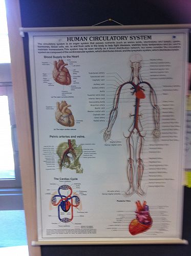 Resource - Circulatory System