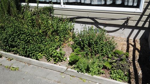 What's Growing in Term 4 2018