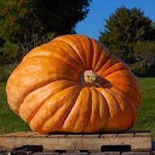 Giant Pumpkin Competition