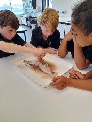Year 5 & 6 students dissect a squid