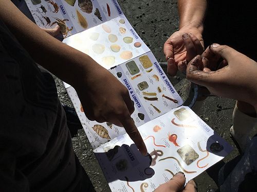 Identifying the invertebrates 