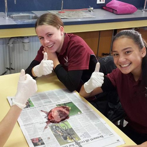Science students dissecting heart