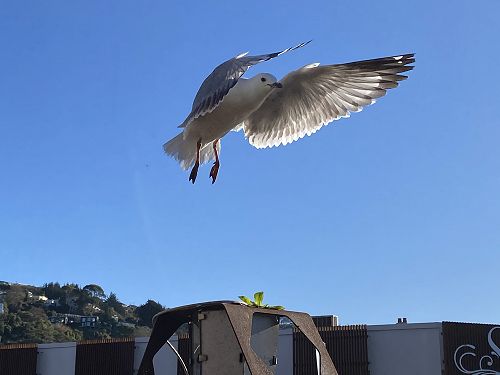 'Tarapunga taking off’ by Pearl Harris (entered into the Animal category)