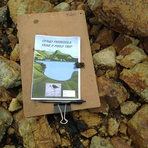 A Curious Crab. &nbsp;Portobello Aquarium. &nbsp;Year 9 Science Field Trip.