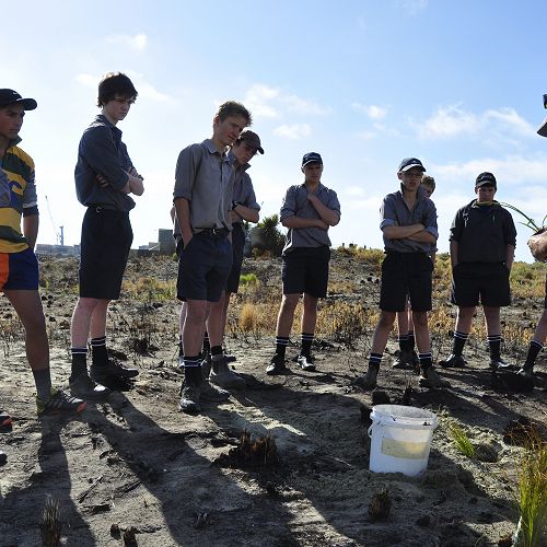 Replanting of Caroline Bay after 2017 Fire