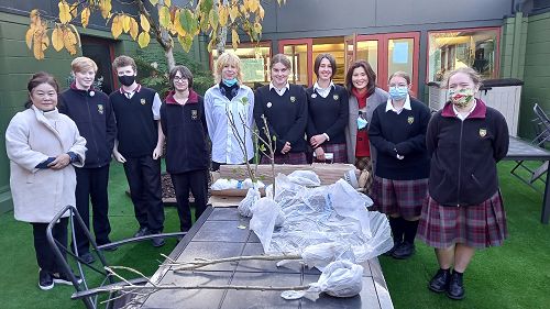 The National Flower of South Korea - Mugunghwa