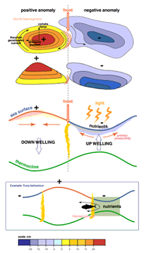 TZ OCEAN-O Oceanographic Forecasting