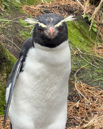 Sub-Antarctic Expedition with Blake NZ