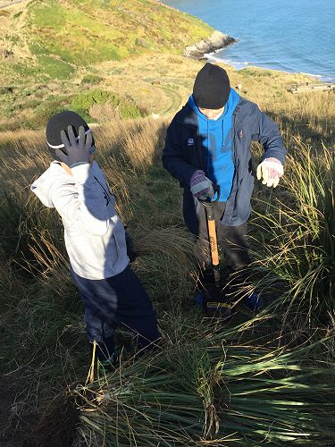 Planting for Penguins