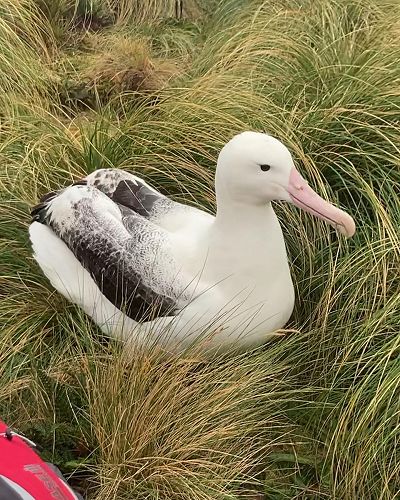Sub-Antarctic Expedition with Blake NZ