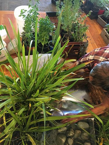 Oderings School Gardens Show 2018