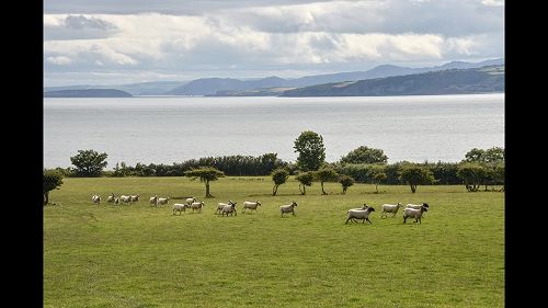 Oritain and HCC Welsh Lamb