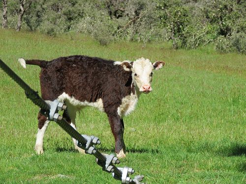 Greenstone Caples Tramp