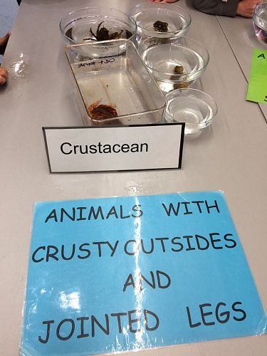 Classifying- Group 1