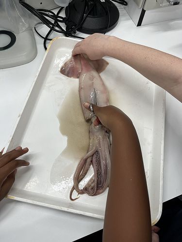 Dissecting a squid