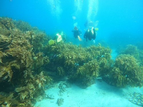 PADI open water diving course